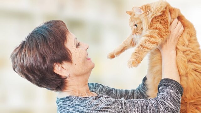 尿路結石の対策・療養に!おすすめキャットフードランキング